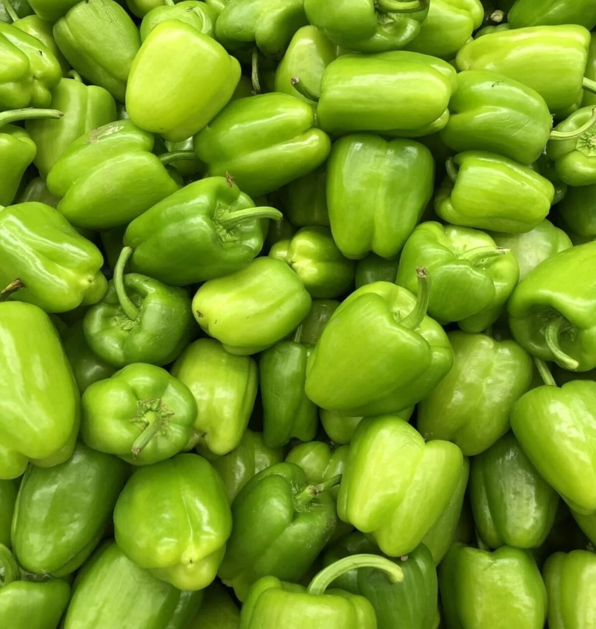 فليفلة مدعبلة / دولما