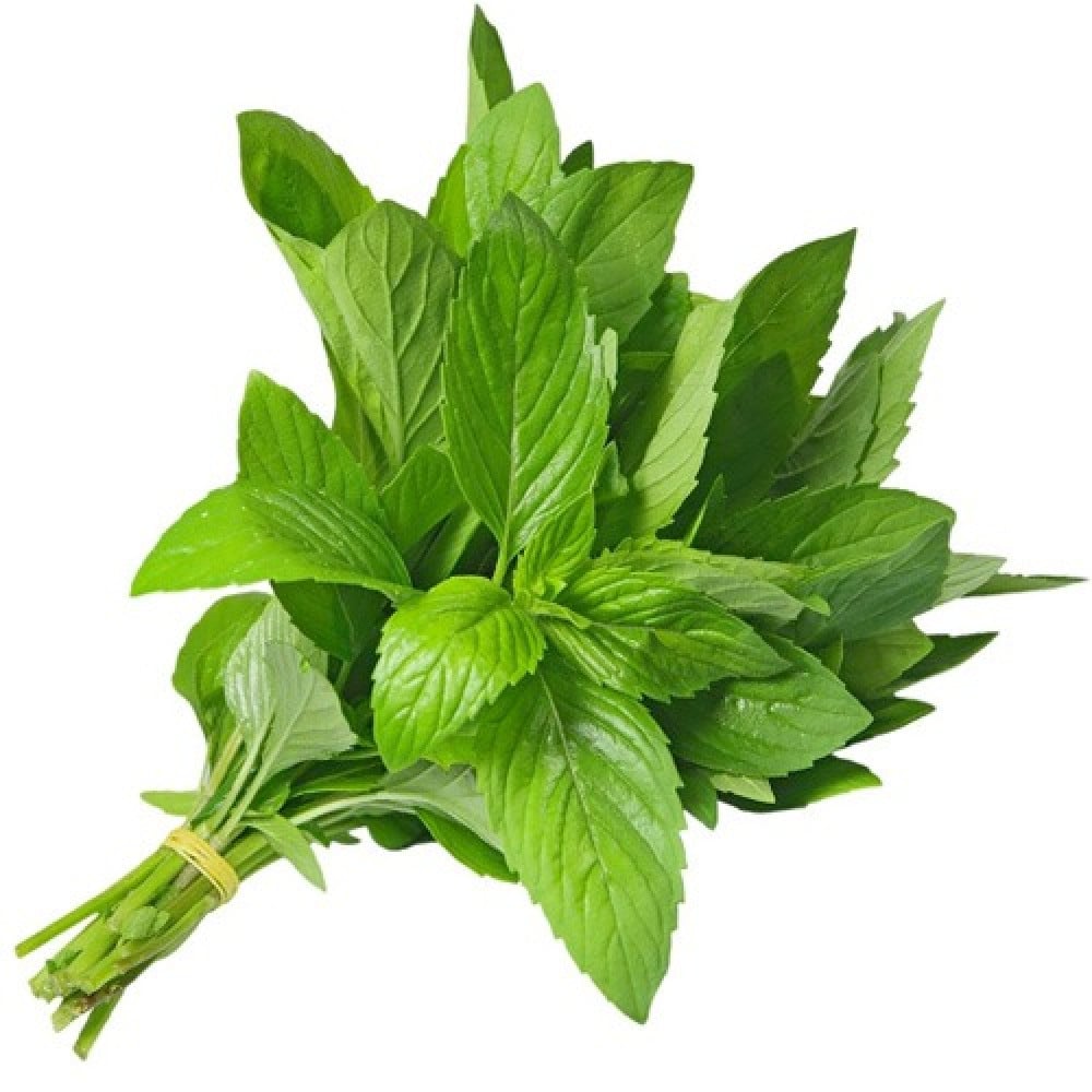 نعناع اخضر طازج